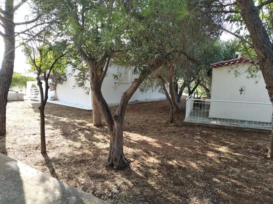 White Villa In Olive Trees And Seaview To Panagia Almiropótamos Exteriér fotografie